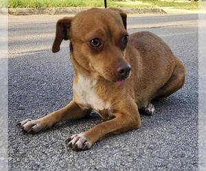 Mutt Dogs for adoption in San Antonio, TX, USA