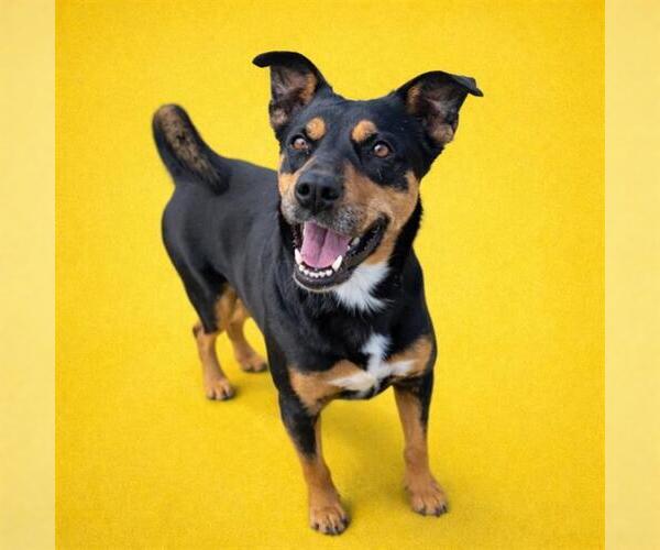 Medium Photo #4 Australian Kelpie-Unknown Mix Puppy For Sale in Redlands, CA, USA