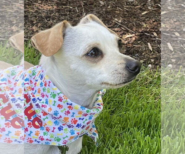 Medium Photo #4 Chihuahua-Unknown Mix Puppy For Sale in Milwaukie, OR, USA