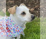 Small #3 Chihuahua Mix