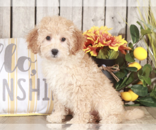 Medium Photo #2 Poodle (Toy) Puppy For Sale in MOUNT VERNON, OH, USA