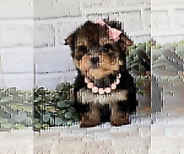 Medium Photo #15 Morkie Puppy For Sale in WINTER PARK, FL, USA