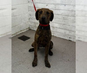 American Pit Bull Terrier Dogs for adoption in San Bernardino, CA, USA