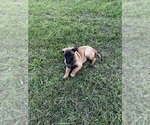 Small Photo #1 Belgian Malinois Puppy For Sale in GREENVILLE, NC, USA