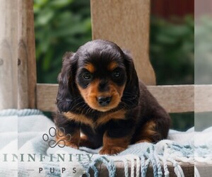 Dachshund Puppy for sale in EAST EARL, PA, USA