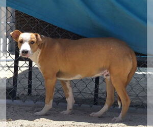 Mutt Dogs for adoption in Riverside, CA, USA