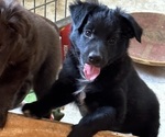 Small Photo #2 Australian Shepherd Puppy For Sale in CLINTON, NC, USA