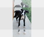 Small #1 Boxer