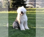 Small Photo #1 Old English Sheepdog Puppy For Sale in LUCERNE, IN, USA