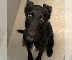 Mutt Dogs for adoption in Grafton, WI, USA