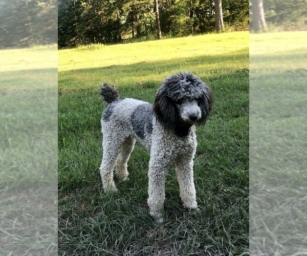 Medium Photo #1 Aussiedoodle Puppy For Sale in LUCEDALE, MS, USA