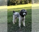 Small Photo #1 Aussiedoodle Puppy For Sale in LUCEDALE, MS, USA