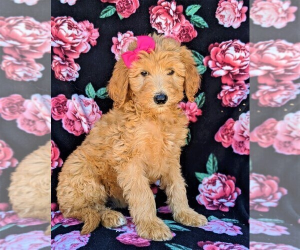 Medium Photo #1 Goldendoodle Puppy For Sale in NEW PROVIDENCE, PA, USA