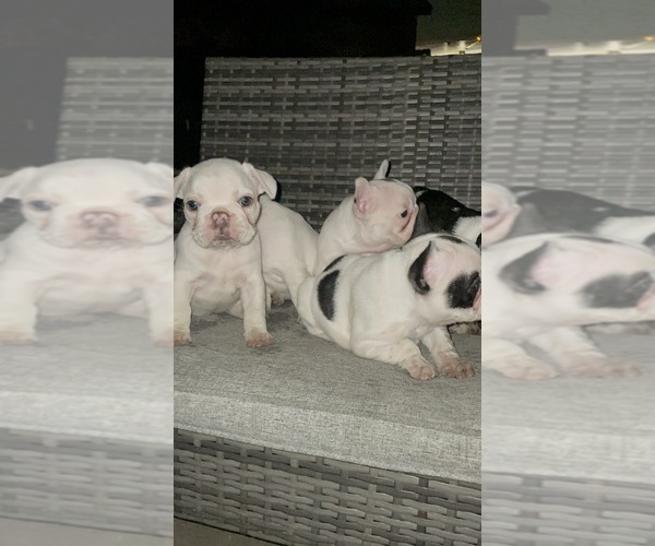 Medium Photo #14 French Bulldog Puppy For Sale in ARLETA, CA, USA