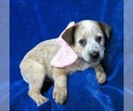 Small Photo #4 Australian Cattle Dog Puppy For Sale in GROVESPRING, MO, USA