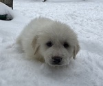 Puppy Ava Great Pyrenees