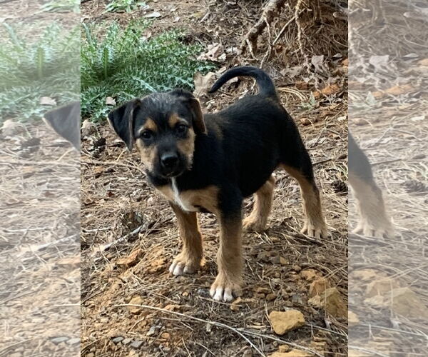 Medium Photo #4 Mutt Puppy For Sale in Rockaway, NJ, USA