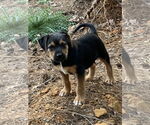 Small #3 Mutt