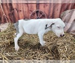 Small #5 Catahoula Leopard Dog