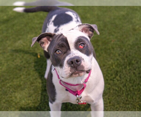 Medium Photo #1 Mutt Puppy For Sale in Martinez, CA, USA