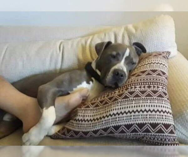Medium Photo #2 American Pit Bull Terrier-Unknown Mix Puppy For Sale in Blacklick, OH, USA