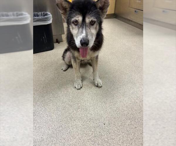 Medium Photo #1 Siberian Husky-Unknown Mix Puppy For Sale in Riverside, CA, USA