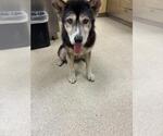 Small Siberian Husky Mix