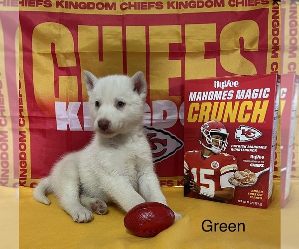 Medium Photo #2 Siberian Husky Puppy For Sale in DEARBORN, MO, USA
