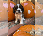 Puppy Penny Cocker Spaniel