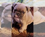 Puppy Ghost-Pending Puggle