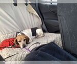 Small #2 Beagle