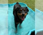 Small #1 Rottweiler Mix
