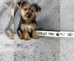 Small #1 Yorkshire Terrier