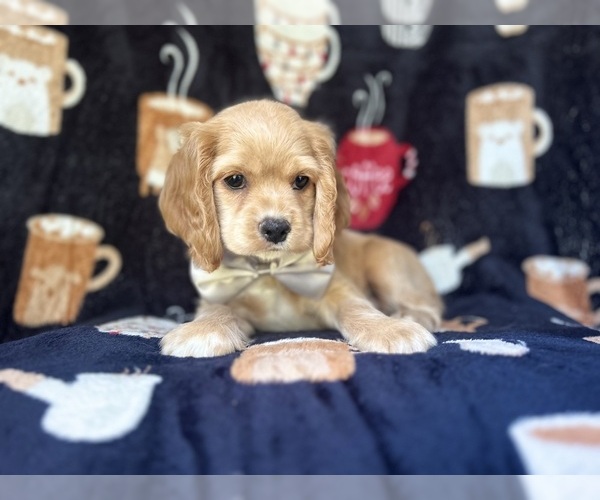 Medium Photo #6 Cocker Spaniel Puppy For Sale in LAKELAND, FL, USA