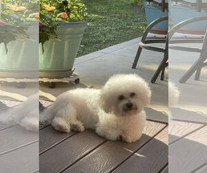 Bichon Frise Dogs for adoption in Erie, MI, USA