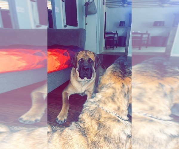 Medium Photo #1 Mastiff Puppy For Sale in CATO, NY, USA