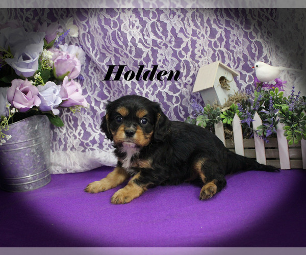 Medium Photo #5 Cavalier King Charles Spaniel Puppy For Sale in CHANUTE, KS, USA