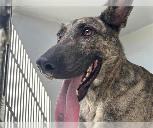 Medium Photo #1 German Shepherd Dog-Unknown Mix Puppy For Sale in Houston, TX, USA