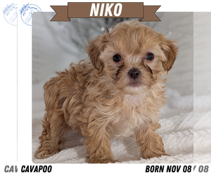 Medium Cavapoo (Miniature)