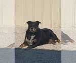Small Australian Shepherd-Rottweiler Mix