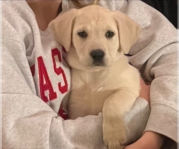 Medium Photo #15 Labrador Retriever Puppy For Sale in BREWSTER, WA, USA