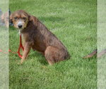 Small #1 Welsh Terrier Mix
