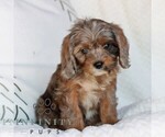 Small #1 Cavapoo (Miniature)