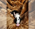 Small Photo #111 Sheepadoodle Puppy For Sale in LEHI, UT, USA