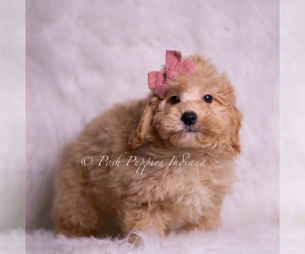 Medium Photo #56 Goldendoodle (Miniature) Puppy For Sale in WARSAW, IN, USA