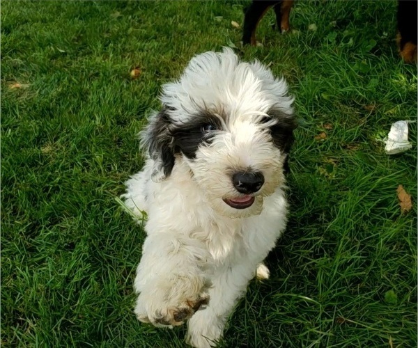 Medium Photo #13 Bernedoodle (Miniature) Puppy For Sale in LEETONIA, OH, USA