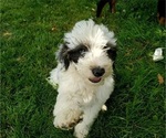 Small #12 Bernedoodle (Miniature)