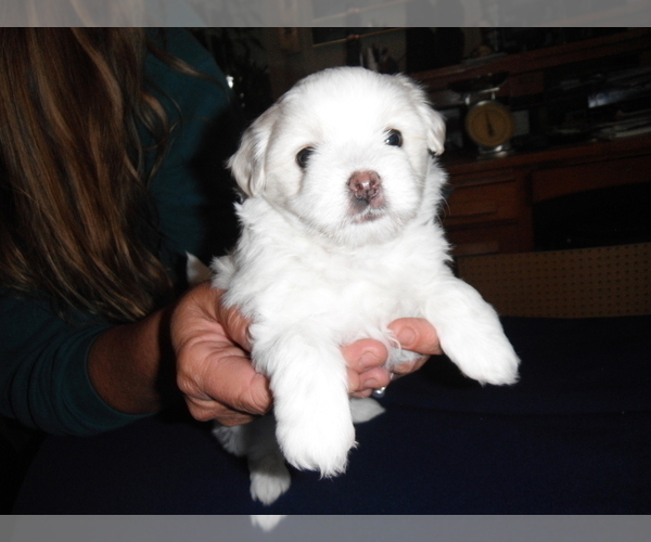 Medium Photo #2 Coton de Tulear Puppy For Sale in COLUMBIA, MO, USA