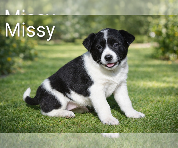 Medium Photo #2 Border-Aussie Puppy For Sale in CLARE, MI, USA