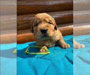 Labrador Retriever Puppy for sale in DOWNEY, CA, USA